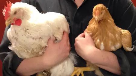 Kycklingar2