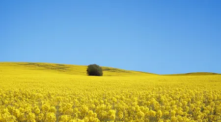 Rapsfalt Trad Istock 146005398
