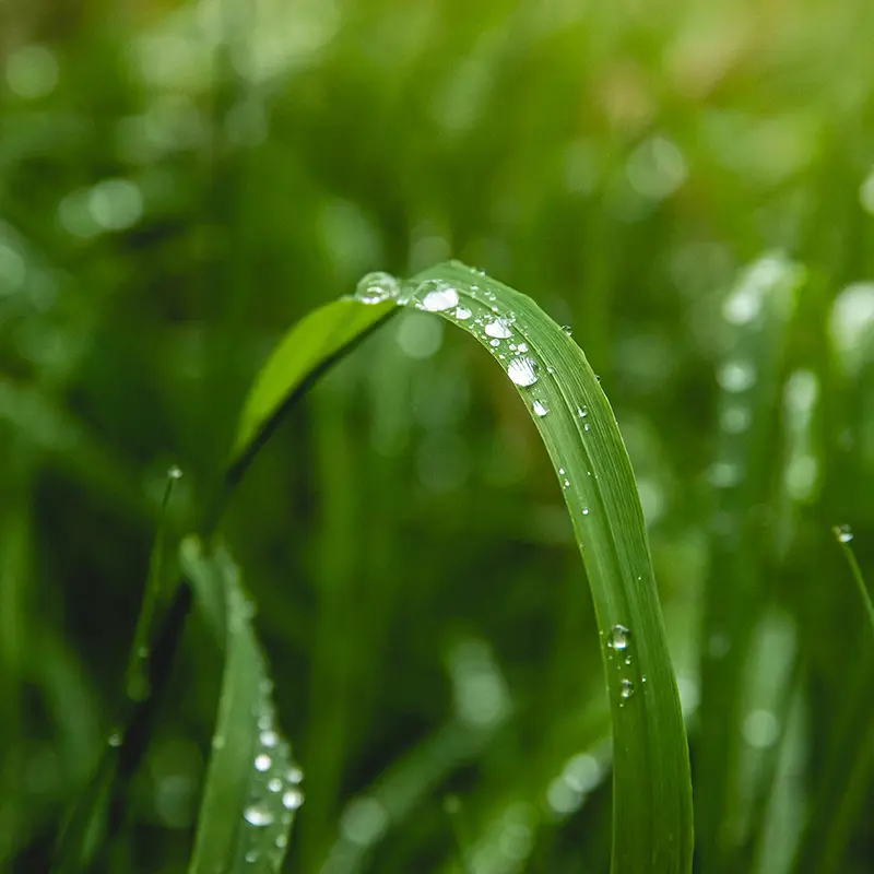 Grasstra Vattendroppe Istock 1450426637