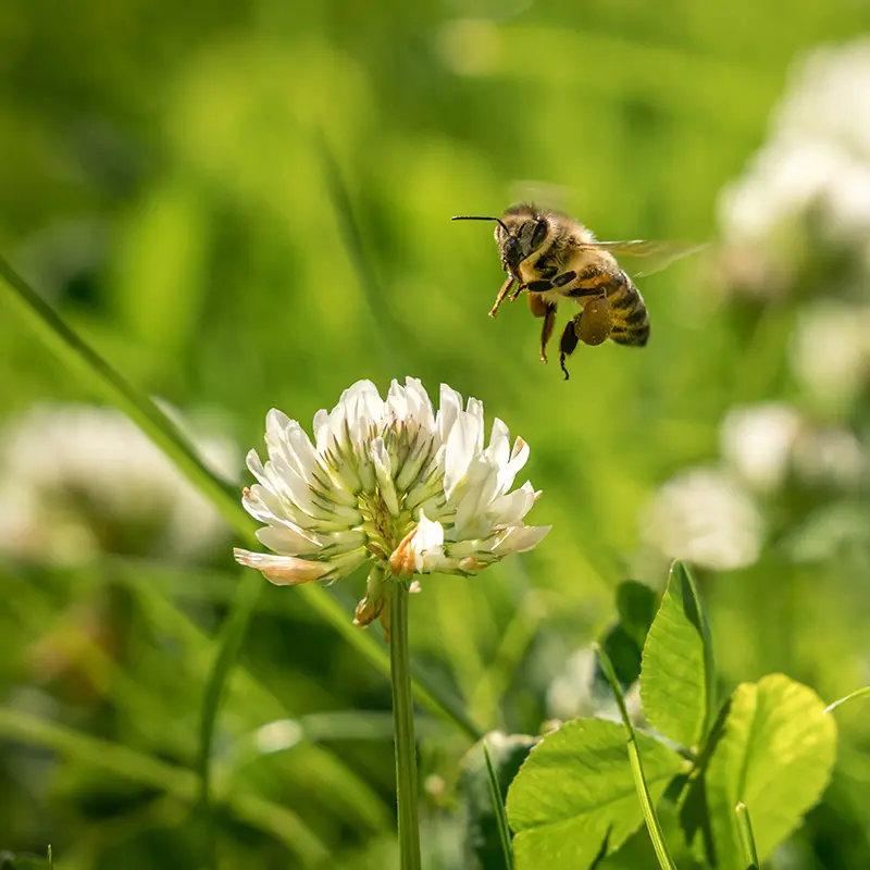 Narbild Klover Bi Istock 814531236
