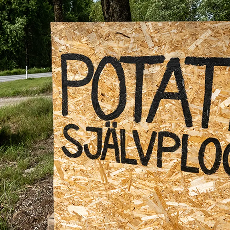 Potatis Självplock Istock 1599724659