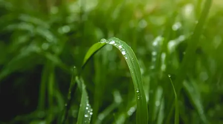 Grasstra Vattendroppe Istock 1450426637