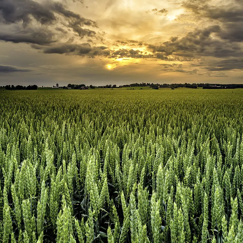 Vetefalt Solnedgang Istock 920701778