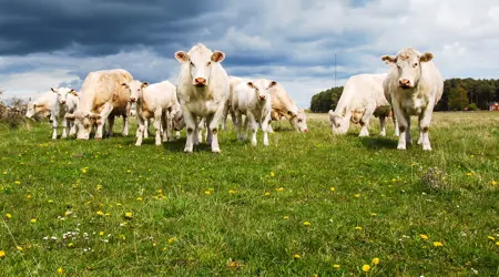 Kottdjur Charolais 1600 900 Istock 528137135