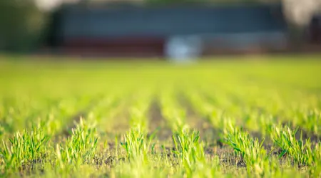Veteplantor Var Istock 1162492706