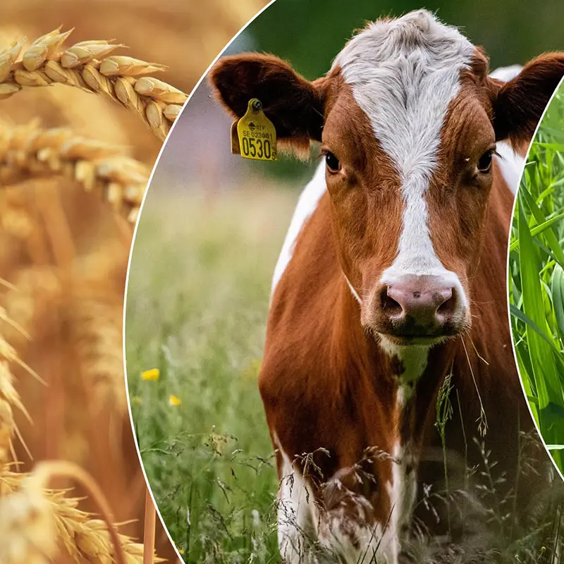 20241106 Kollage SLF 1500 800