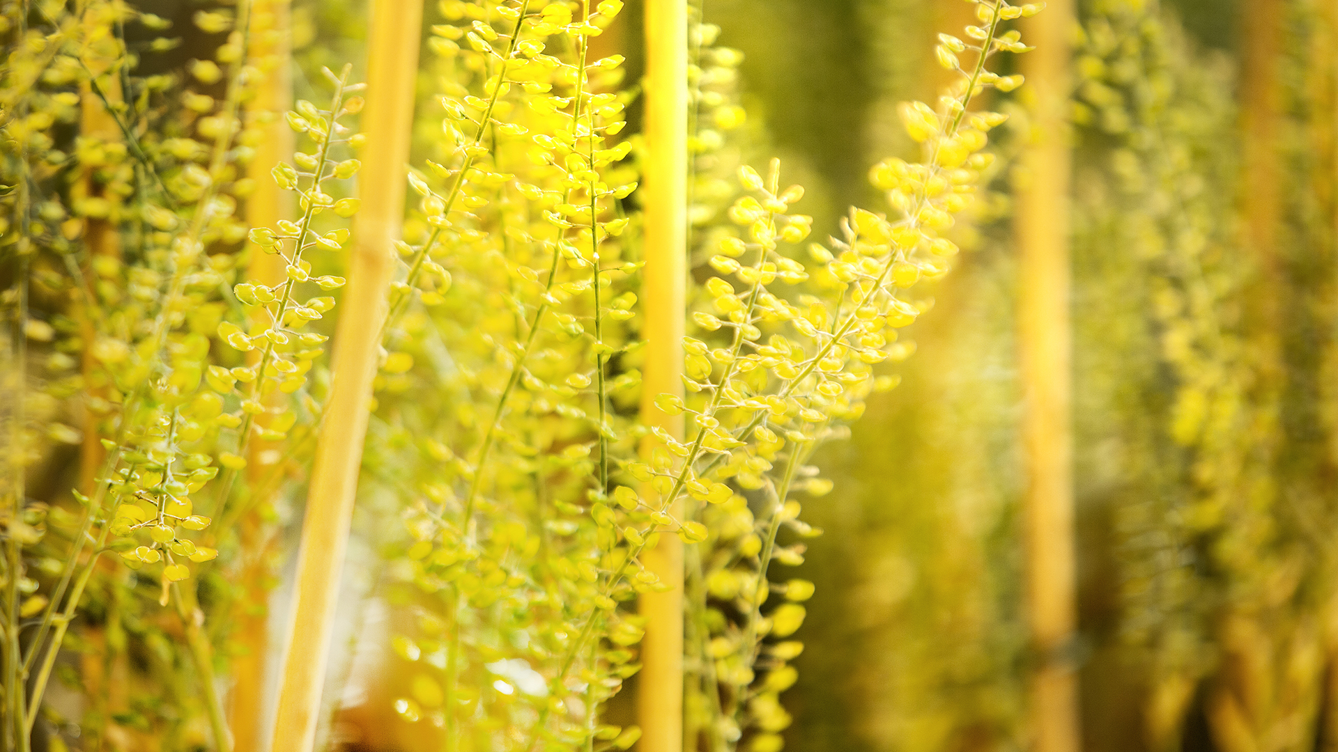 Rapsblommor Närbild Alnarp Juliana 187 250319