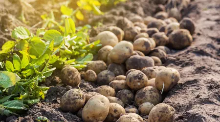 Nyskordad Potatis Istock 530514284