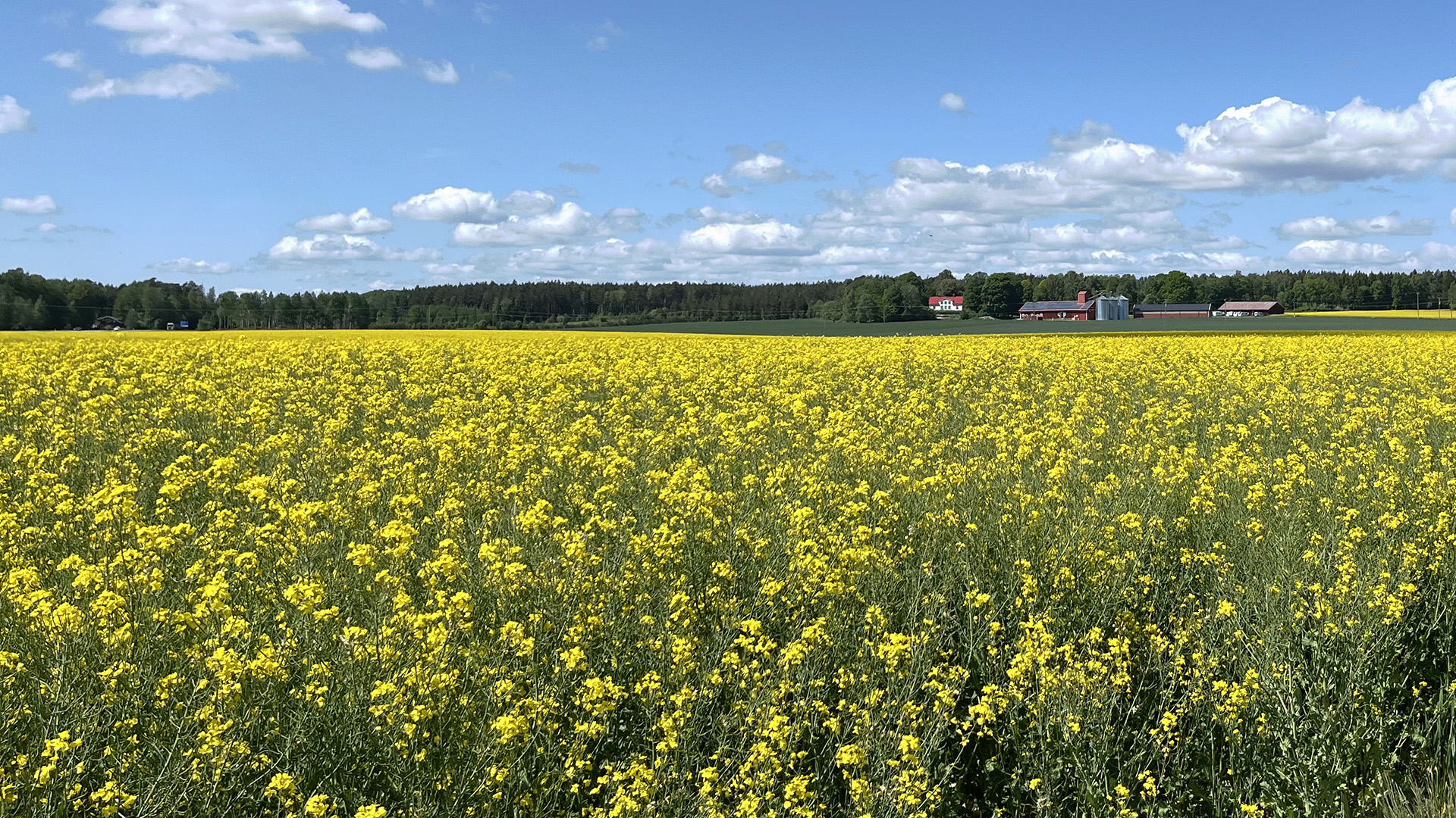 Rapsfält Gård IMG 1174