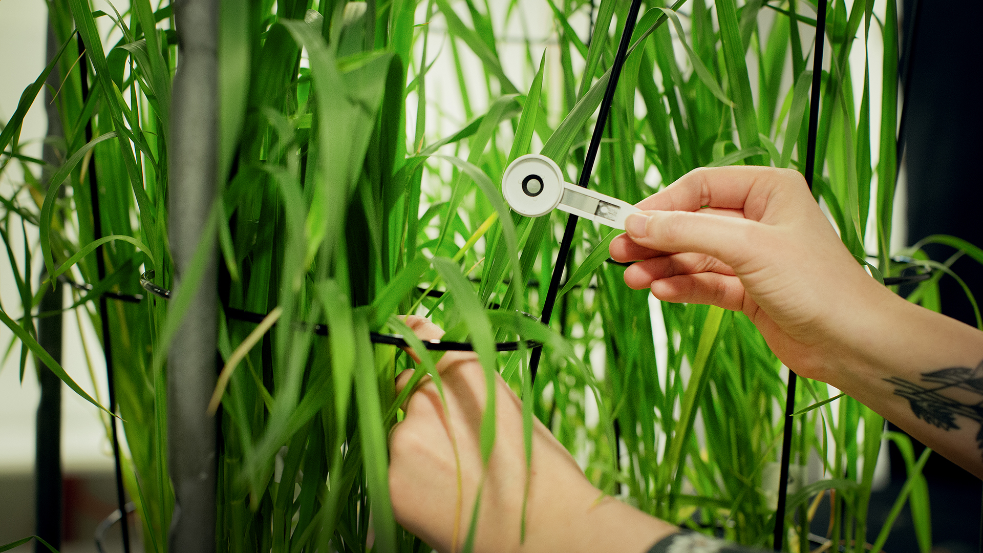 Hand Plantor Växthus Alnarp Juliana 053 250319